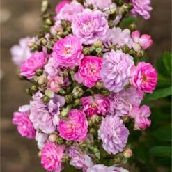 Pretty Polly® Lavender Rose -Plant Seed Store Pretty Polly Lavender 1 FGT