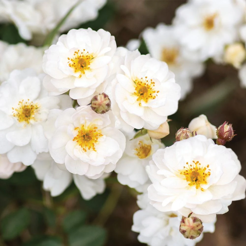 Pretty Polly® White Rose 4 Pretty Polly® White Rose - Image 2