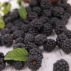 Prime Ark Freedom Blackberry 8 Prime Ark Freedom Blackberry -Plant Seed Store Prime Ark Freedom Blackberries 2 450w