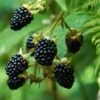 Prime Ark Freedom Blackberry 1 Prime Ark Freedom Blackberry -Plant Seed Store Prime Ark Freedom Blackberry bush 350w