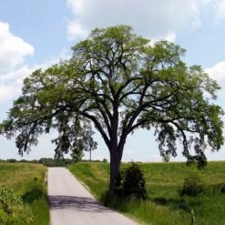 Princeton American Elm Tree 7 Princeton American Elm Tree -Plant Seed Store Princeton American Elm 3 FGT