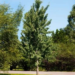 Princeton Sentry™ Columnar Ginkgo Tree -Plant Seed Store Princeton Sentry Ginkgo Tree 1