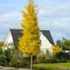 Princeton Sentry™ Columnar Ginkgo Tree -Plant Seed Store Princeton Sentry Ginkgo Tree 600x600 fc9f7916 3ff4 4782 aed0 0cca999aa227