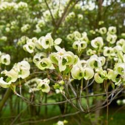 Mexican Flowering Dogwood Tree 8 Mexican Flowering Dogwood Tree -Plant Seed Store Pringle Mexican Dogwood 1