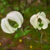 Mexican Flowering Dogwood Tree 2 Mexican Flowering Dogwood Tree -Plant Seed Store Pringle Mexican Dogwood 600x600 79a34edc 828c 408c 9d78 63e10ddfa66c