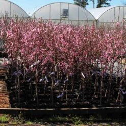Profusion Crabapple Tree 12 Profusion Crabapple Tree -Plant Seed Store Profussion Crabapple 1