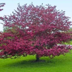 Profusion Crabapple Tree 13 Profusion Crabapple Tree -Plant Seed Store Profussion Crabapple 5