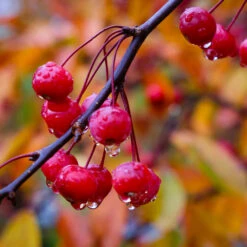 Profusion Crabapple Tree 11 Profusion Crabapple Tree -Plant Seed Store Profussion Crabapple 6