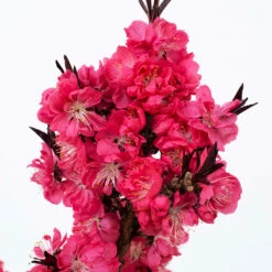 Ruby Ruffle™ Patio Peach Tree -Plant Seed Store Prunus RubyRuffles 2