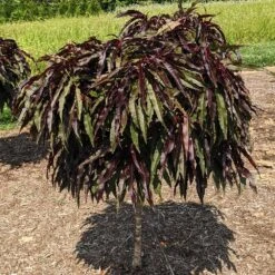 Ruby Ruffle™ Patio Peach Tree -Plant Seed Store Prunus RubyRuffles 3