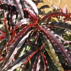 Ruby Ruffle™ Patio Peach Tree -Plant Seed Store Prunus RubyRuffles 6