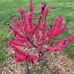 Ruby Ruffle™ Patio Peach Tree -Plant Seed Store Prunus RubyRuffles 7