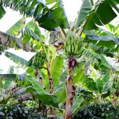 Puerto Rican Plantain Banana Tree 14 Puerto Rican Plantain Banana Tree -Plant Seed Store Puerto Rican Plantain Banana Tree 10