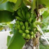 Puerto Rican Plantain Banana Tree 2 Puerto Rican Plantain Banana Tree -Plant Seed Store Puerto Rican Plantain Banana Tree 600x600 ddb0a822 8a0f 4f43 b9b1 2cbae1c185de