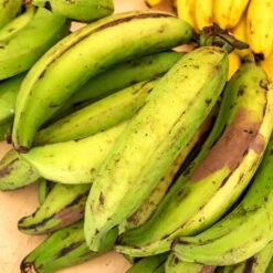 Puerto Rican Plantain Banana Tree 11 Puerto Rican Plantain Banana Tree -Plant Seed Store Puerto Rican Plantain Banana Tree 7