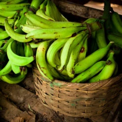 Puerto Rican Plantain Banana Tree 13 Puerto Rican Plantain Banana Tree -Plant Seed Store Puerto Rican Plantain Banana Tree 9