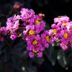 Black Diamond® Crape Myrtle - Purely Purple™ -Plant Seed Store Purely Purple 1
