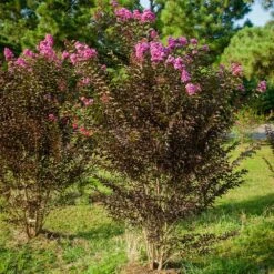 Black Diamond® Crape Myrtle - Purely Purple™ -Plant Seed Store Purely Purple 3