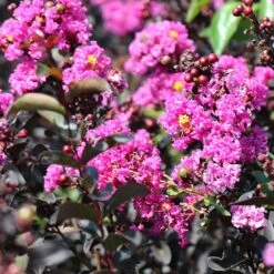 Black Diamond® Crape Myrtle - Purely Purple™ -Plant Seed Store Purely Purple 4