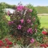 Black Diamond® Crape Myrtle - Purely Purple™ -Plant Seed Store Purely Purple 600x600 f4511df5 e7fb 4130 8f9c 95337f568af6