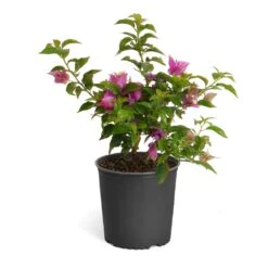 New River Purple Bougainvillea -Plant Seed Store Purple Bougainvillea 6inch