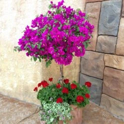 New River Purple Bougainvillea -Plant Seed Store Purple Bougainvillea New River 1 FGT