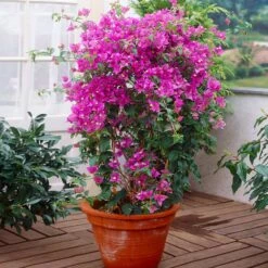 New River Purple Bougainvillea -Plant Seed Store Purple Bougainvillea New River 2