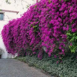New River Purple Bougainvillea -Plant Seed Store Purple Bougainvillea New River 7 FGT