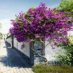 New River Purple Bougainvillea -Plant Seed Store Purple Bougainvillea New River 9