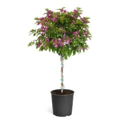 New River Purple Bougainvillea -Plant Seed Store Purple Bougainvillea Tree
