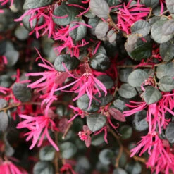 Purple Daydream® Dwarf Loropetalum -Plant Seed Store Purple Daydream Loropetalum 1