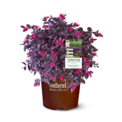 Purple Daydream® Dwarf Loropetalum -Plant Seed Store Purple Daydream Loropetalum 2