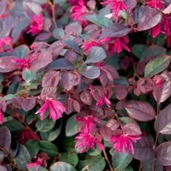 Purple Diamond® Semi-Dwarf Loropetalum -Plant Seed Store Purple Diamond loropetalum 1
