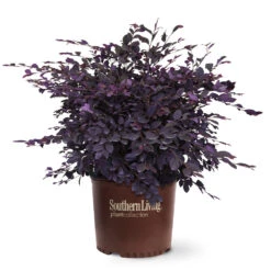 Purple Diamond® Semi-Dwarf Loropetalum -Plant Seed Store Purple Diamond loropetalum 6