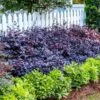 Purple Diamond® Semi-Dwarf Loropetalum -Plant Seed Store Purple Diamond loropetalum 600x600 1be3645b 5366 4d1f 9a42 e97a722e7329