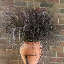 Purple Fountain Grass -Plant Seed Store Purple Fountain Grass 1