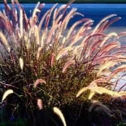 Purple Fountain Grass -Plant Seed Store Purple Fountain Grass 2