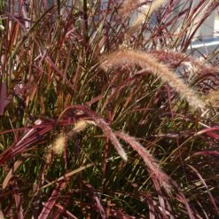 Purple Fountain Grass -Plant Seed Store Purple Fountain Grass 5