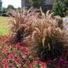 Purple Fountain Grass -Plant Seed Store Purple Fountain Grass FGT 600x600jpg