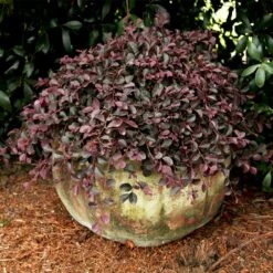 Purple Pixie® Dwarf Weeping Loropetalum -Plant Seed Store Purple Pixoe Loropetalum 2