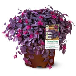 Purple Pixie® Dwarf Weeping Loropetalum -Plant Seed Store Purple Pixoe Loropetalum 3