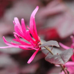 Purple Pixie® Dwarf Weeping Loropetalum -Plant Seed Store Purple Pixoe Loropetalum 4