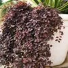 Purple Pixie® Dwarf Weeping Loropetalum -Plant Seed Store Purple Pixoe Loropetalum FGT 600x600 7a70c900 a140 4751 9c40 9ecd713d9bb4