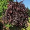 Purple Plunge Weeping Plum Tree -Plant Seed Store Purple Plunge 600x600 dd557c99 5aec 4a78 a3fc 19a85e25e927