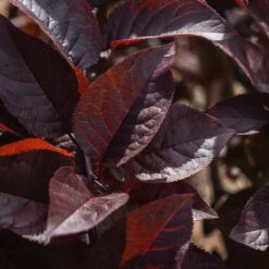 Purple Plunge Weeping Plum Tree -Plant Seed Store Purple Plunge 9