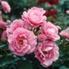 Queen Elizabeth Rose -Plant Seed Store Queen Elizabeth Rose 1 FGT