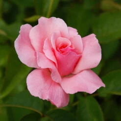 Queen Elizabeth Rose -Plant Seed Store Queen Elizabeth Rose 2 BB
