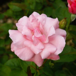 Queen Elizabeth Rose -Plant Seed Store Queen Elizabeth Rose 2 FGT