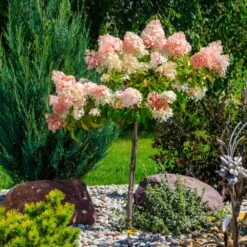 Quick Fire® Hydrangea Tree -Plant Seed Store QyuickFire Hydrangea 1