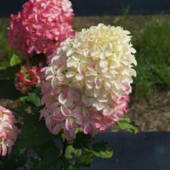 Quick Fire® Hydrangea Tree -Plant Seed Store QyuickFire Hydrangea 2